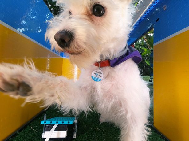 Le selfie de Scraps a conquis des milliers de nouveaux fans